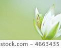荷花 蓮花 青蛙 4663435
