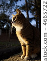 stray cat, cat, animal 4665722