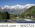 white horse, unrefined sake, reflective water surface 4665724