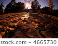 fallen leafe, falling leafe, ginkgo 4665730