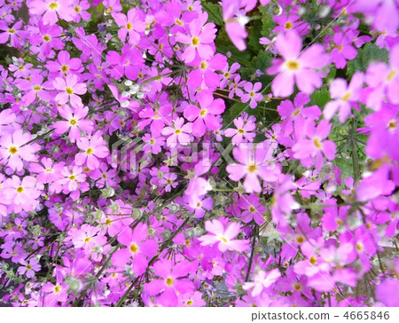 報春花 報春花 4665846