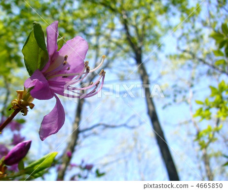 Azalea Azalea 4665850