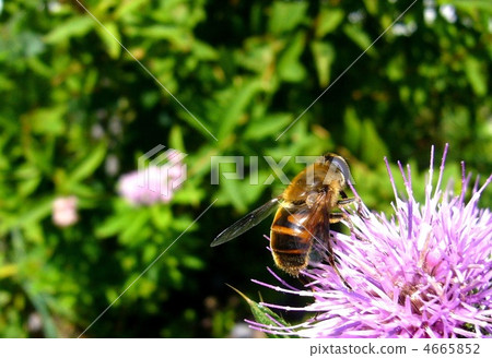 Bee and thistle Bee and thistle 4665852