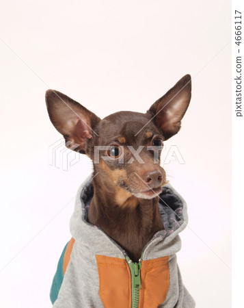 迷你杜賓犬坐 4666117