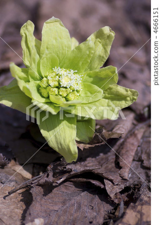 Fukinoto Fukinoto 4666151