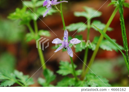 Seri babuen Seri babuen 4666162