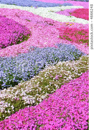 流動的苔漿 4666248