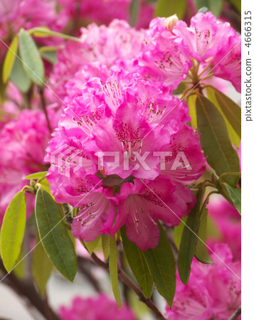 White rhododendron pink × white White rhododendron pink × white 4666315