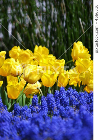 Muscari of supporting role 4666316