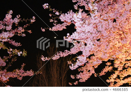 cherry blossoms at night, cherry trees in the evening 4666385