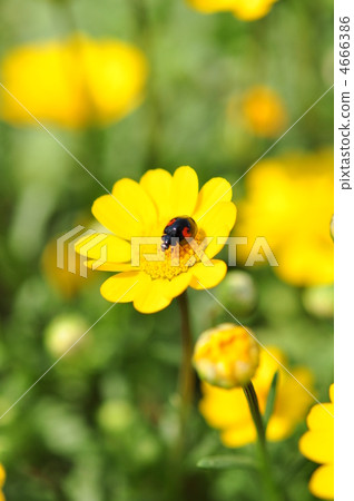 Daisies and Namitentou Daisies and Namitentou 4666386