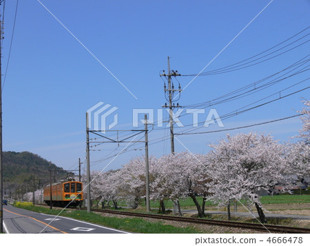 Gachakon and cherry blossoms Gachakon and cherry blossoms 4666478