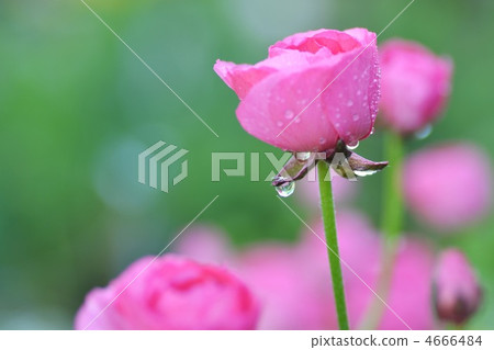 ranunculus, outside, gardening 4666484