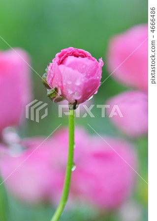 毛茛屬植物 園藝 留白空間 4666486