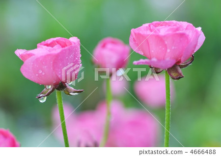 毛茛屬植物 花瓣 戶外 4666488