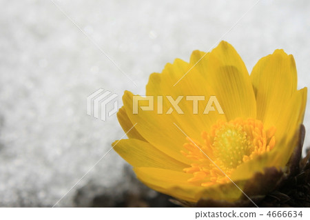 Fukuge and snow 4666634