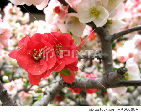 紅色模糊的花朵 4666864