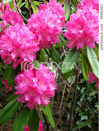 西方杜鵑花(Concorde) 西方杜鵑花(Concorde) 4666865