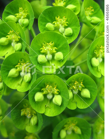 大戟（Urpheny） 4666866