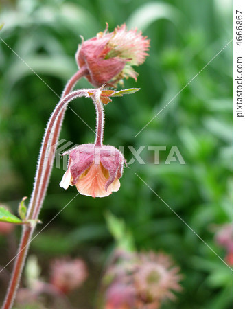 Geum Ribale 4666867