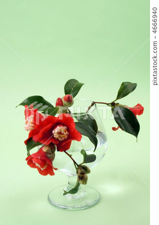 山茶花 日本山茶 花道 4666940