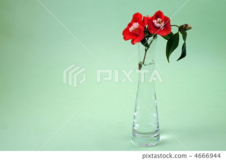 camellia, japanese camellia, single‐flower vase 4666944