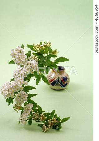 reeves spirea, spiraea cantoniensis, kodemari flower 4666954