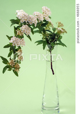 里維斯菊類植物 麻葉繡線菊 迷迭香 4666955