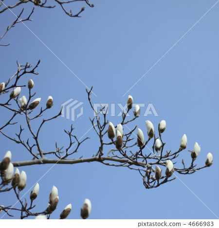 Kobushi Kobushi 4666983