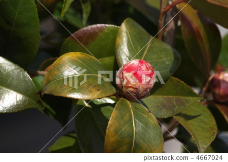 山茶花 山茶花 4667024