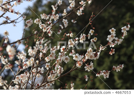 白梅 白梅 4667053