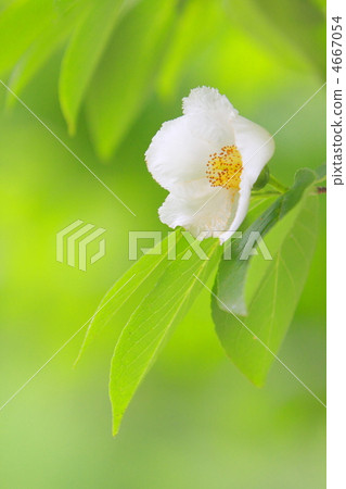 夏天的山茶花 夏天的山茶花 4667054