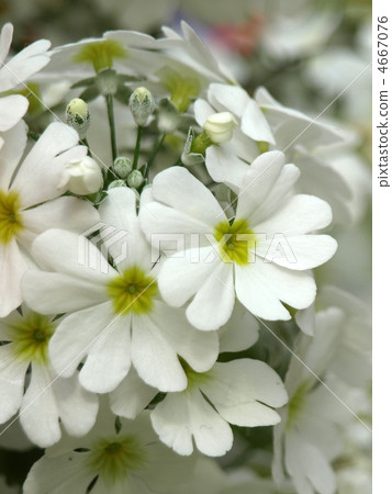 報春花Maracoides 4667076