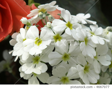 報春花Maracoides 4667077
