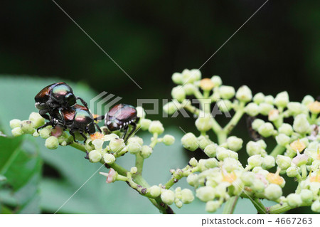 Mating Coping 1 4667263