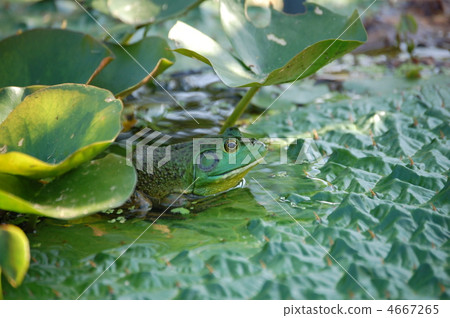 bullfrog, frog, frogs 4667265