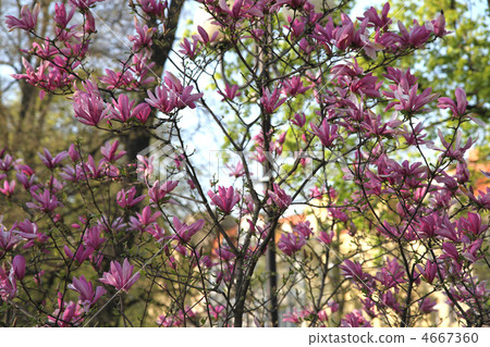 violet flower background 4667360