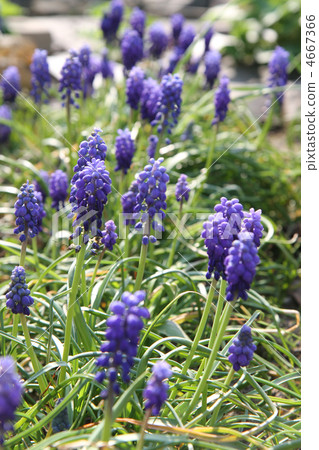 blue spring flowers blue spring flowers 4667366