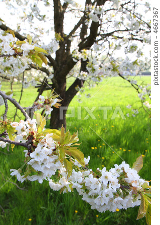 apple flowers apple flowers 4667367