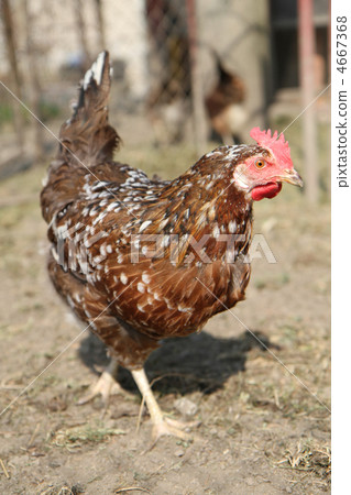 chicken from farm chicken from farm 4667368
