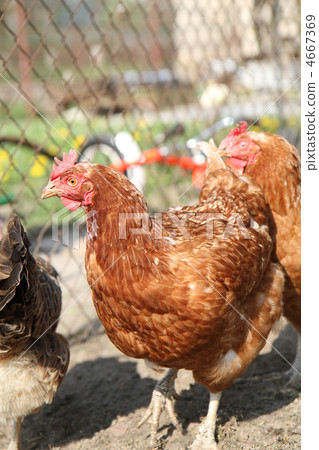 chicken from farm chicken from farm 4667369