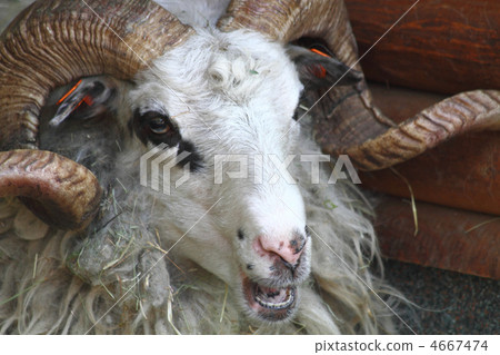 sheep head sheep head 4667474
