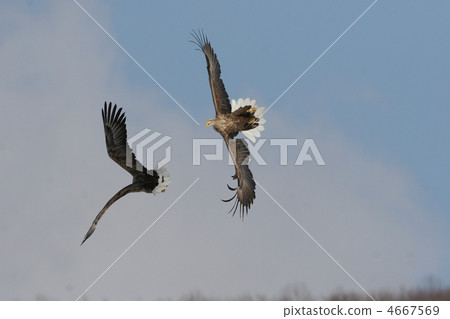 White-tailed eagle 4667569
