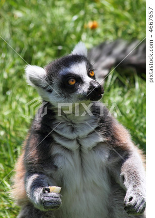 lemur monkey 4667657