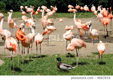 flamingos 4667658