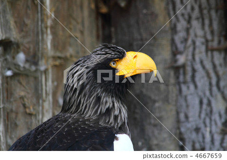 eagle head 4667659