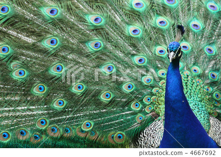nice blue and green peacock nice blue and green peacock 4667692