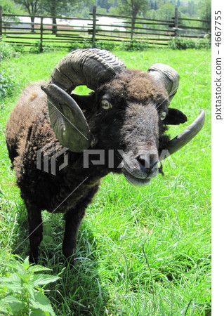 black mouflon 4667755