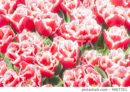 鬱金香領域 4667761