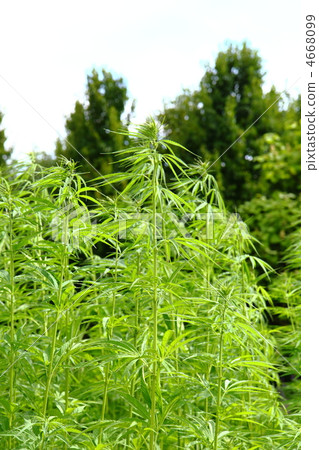 marijuana field 4668099
